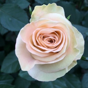 Special Occasion Flowers