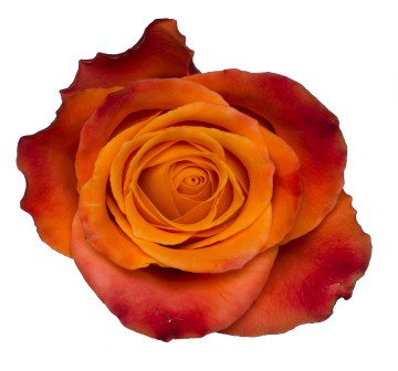 Everybody Deserves a Perfect Rose Flower