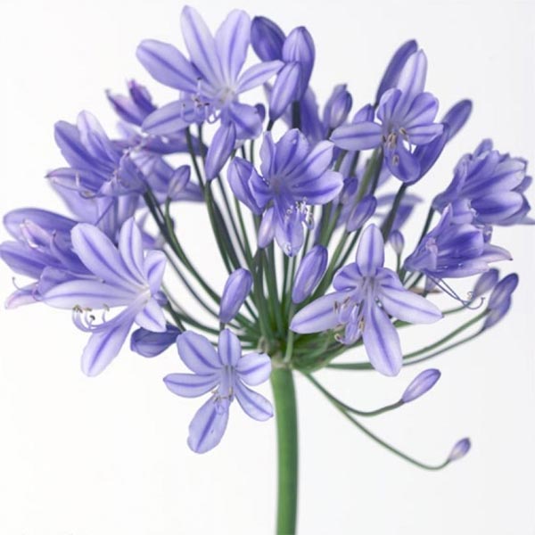 Agapanthus