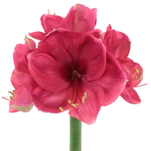 Amaryllis