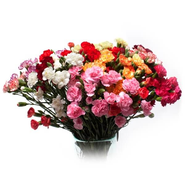 Carnations