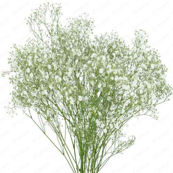 Gypsophila